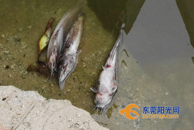 泰國和尚