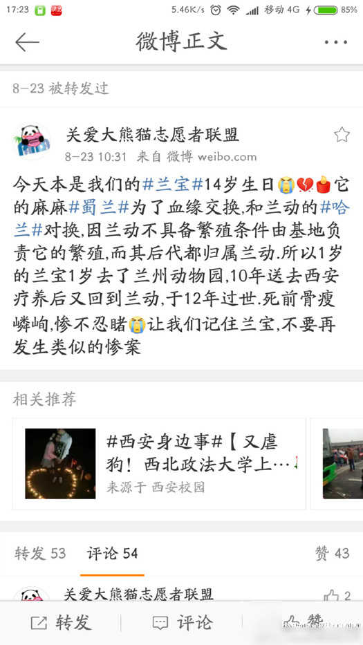 张柏芝黑森林毛毛图片高清