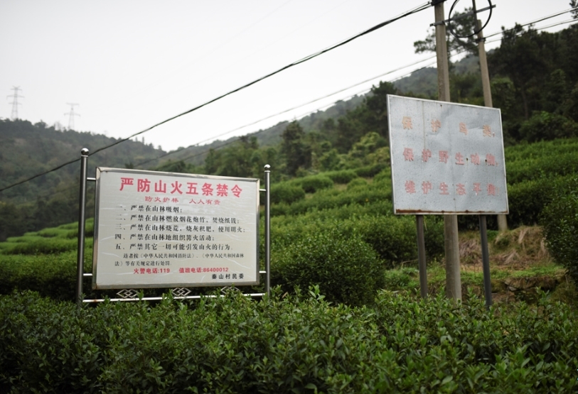 性国产Videofree极品