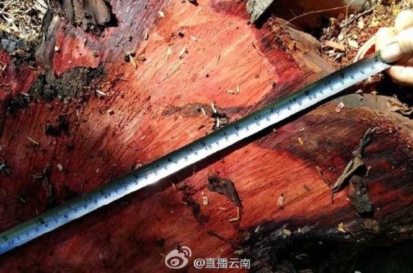 穿扒开 跪着折磨屁股doi
