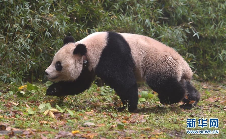 内地孕妇三级片