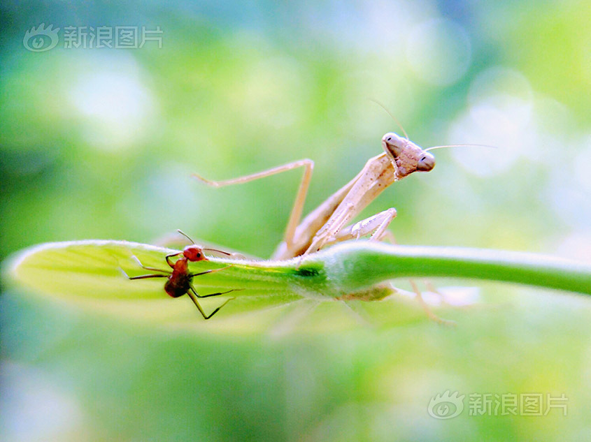丰满老熟妇的牲交 5Gxwm.xyz
