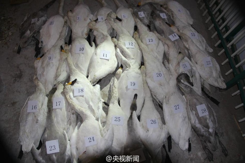 裸体黄色孕妇一级大黄