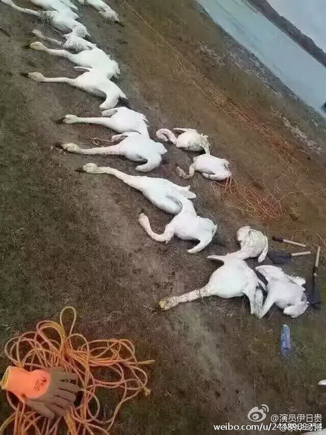 台灣雪碧打炮