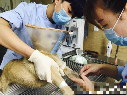 成人免费黄色