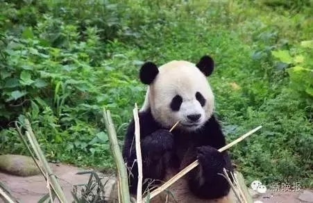 国产第三页