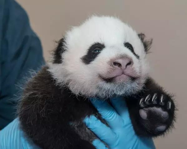 八重神子和丘丘人繁殖后代的视频