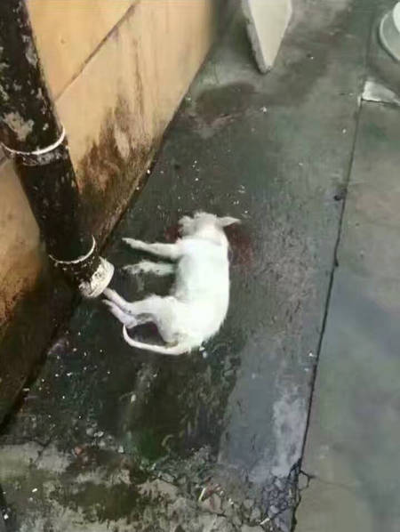 姬小满撅起屁股迎接主人