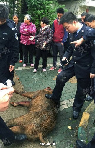 骚年玩老头JJJJ