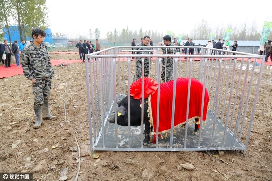 偷偷侵犯人妻不敢出声