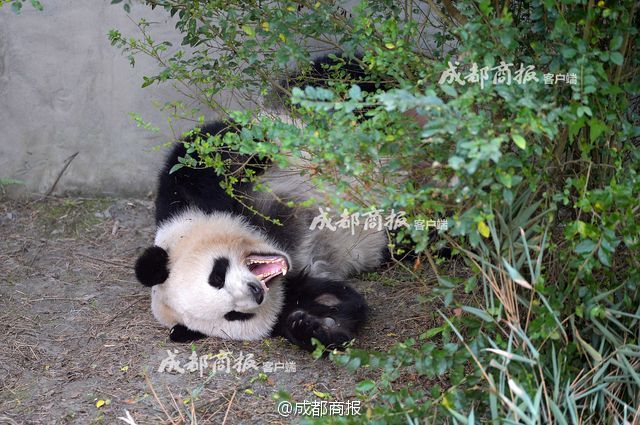 一级中国毛片