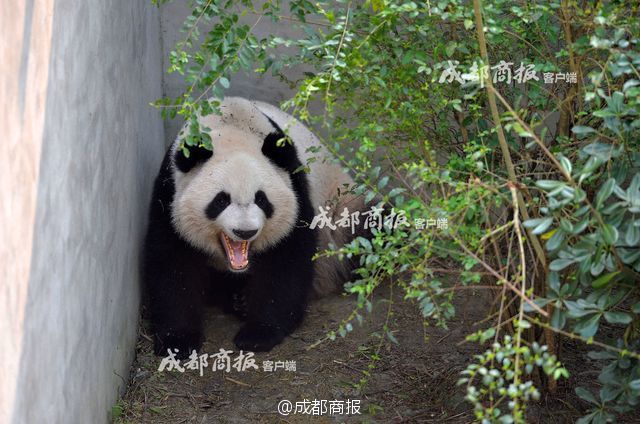 一之濑亚美莉