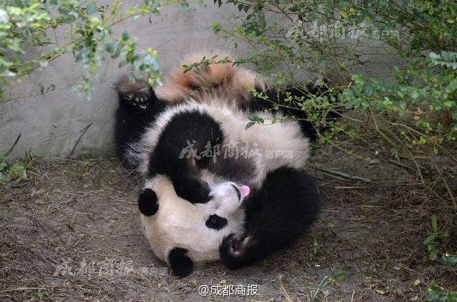 特级黄色片