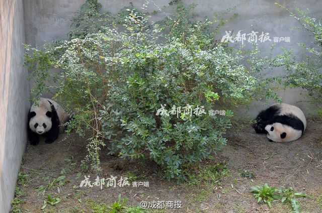 网址 成人