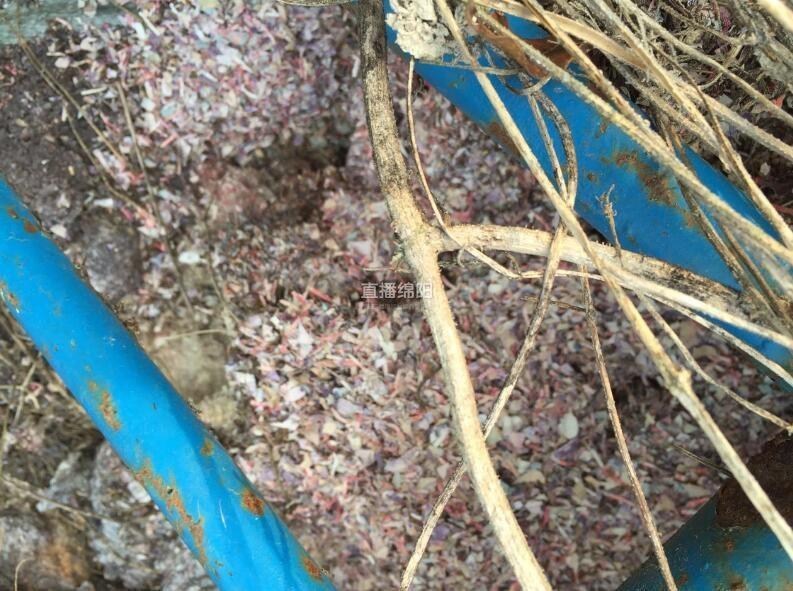 张柏芝浓密黑毛无挡一区二区