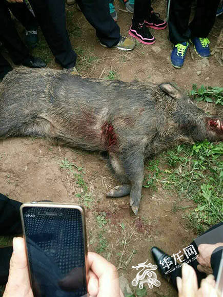 野猪咬伤2人被击毙 猪肉将分给伤者
