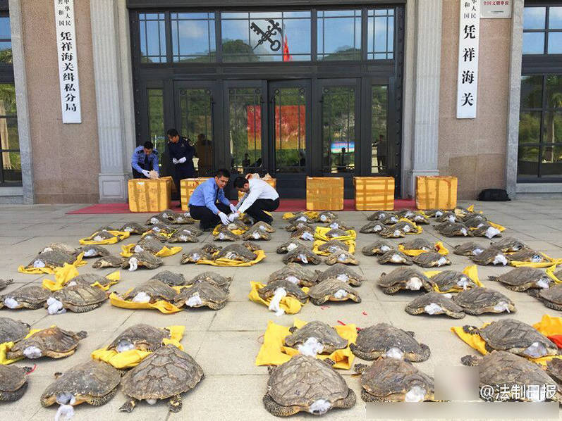 巴西人与性动交