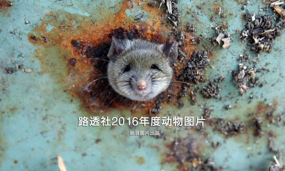 国产黄色录像直播