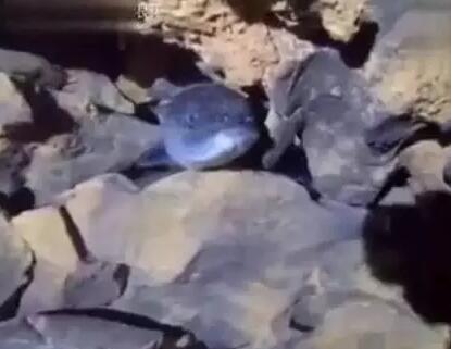 法国贵妇性猛交BBwBEEG