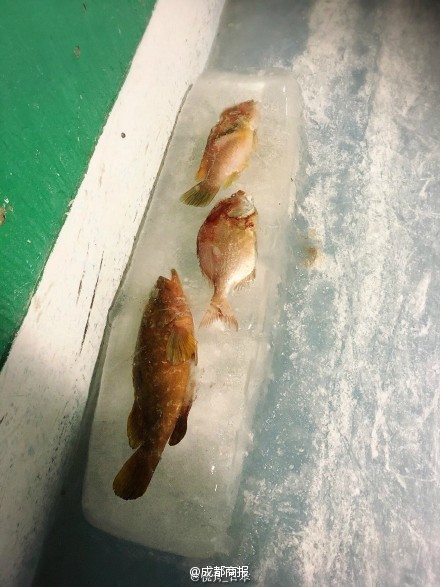 柳瀬早紀