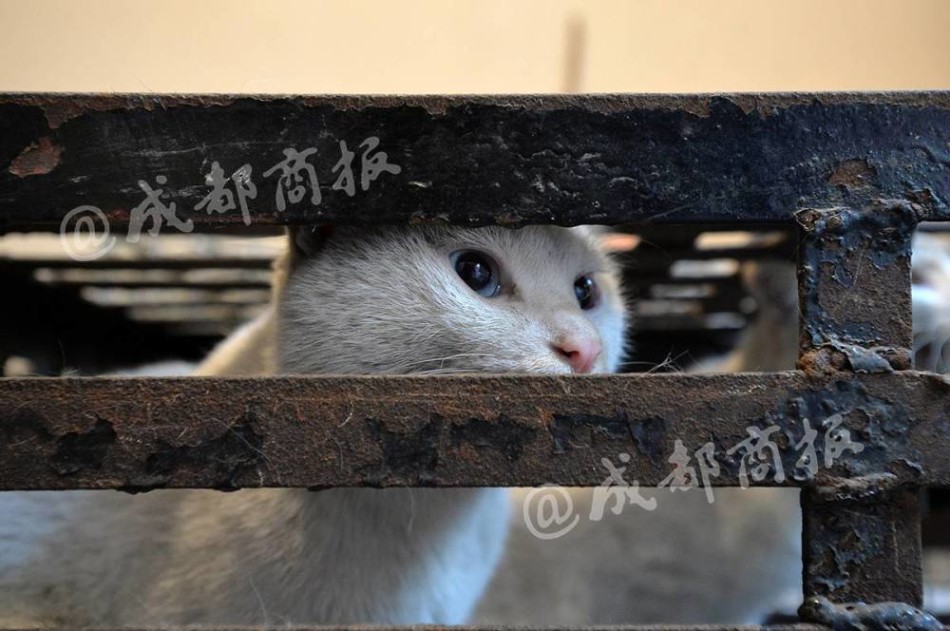 台湾午夜三级黄色片