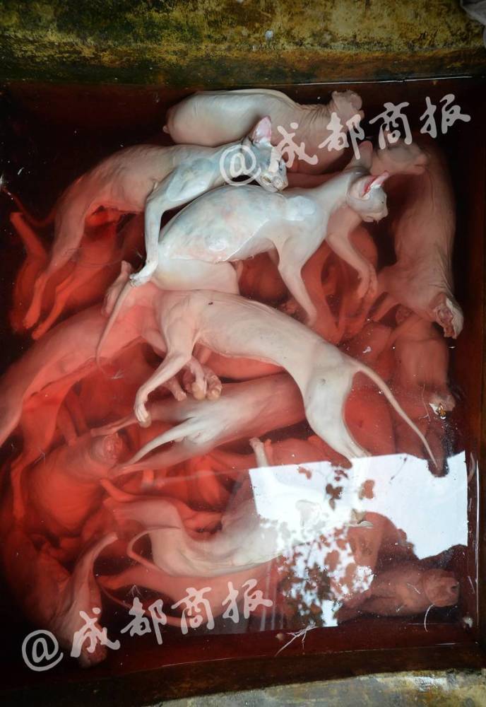 柑橘直播