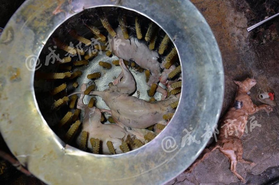 重囗味Sm在线观看无码花与蛇