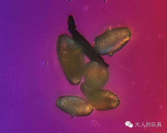 中国特级毛片