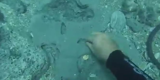 押尾猫