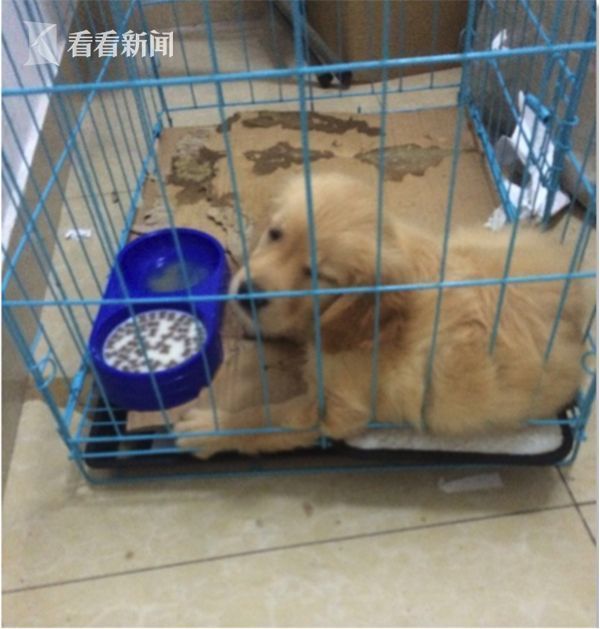 十大免费黄色软件