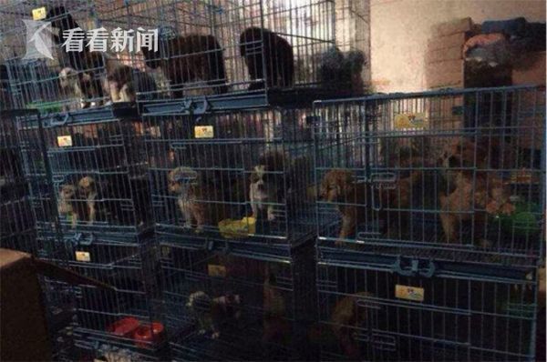 久操视频在线观看