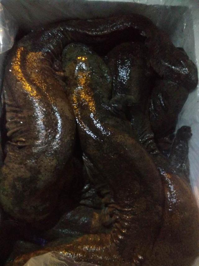 男仆撑开 让人玩弄动漫