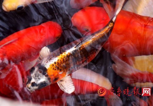 淫妖豪情