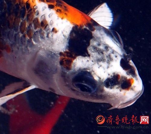 偷拍二区