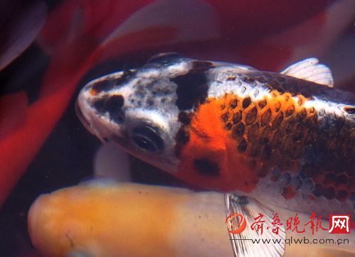 美女扒开胸罩 给男生吃
