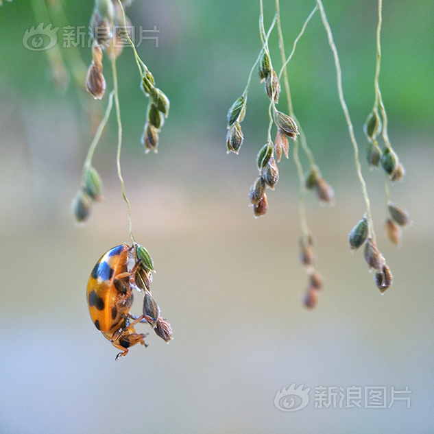 在情趣店上班被爆cao翻了
