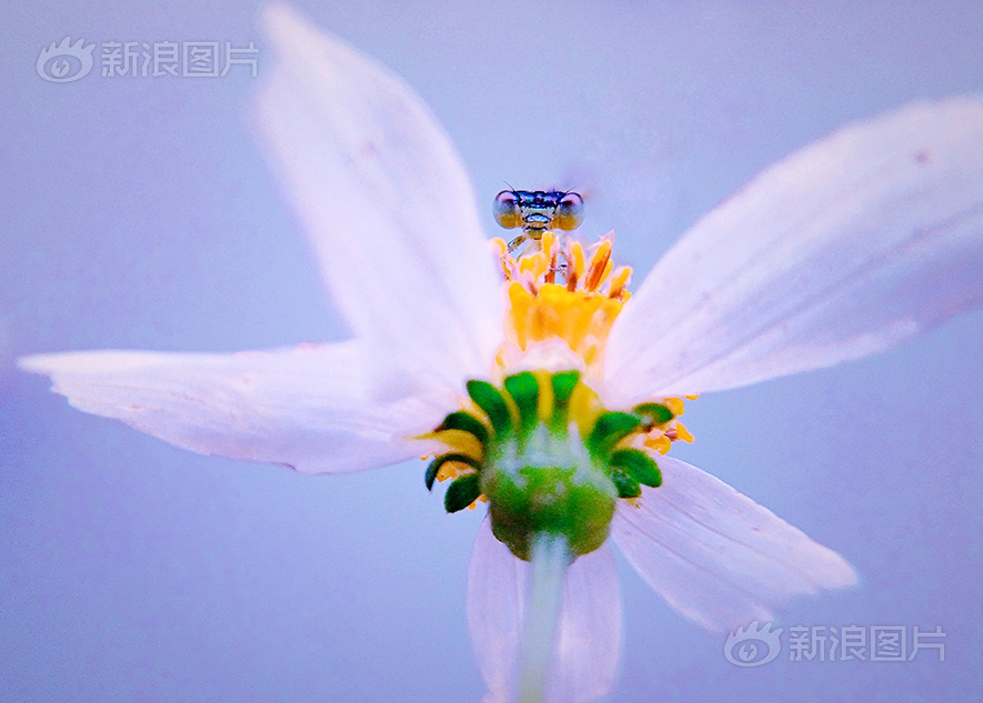 十大黄片软件