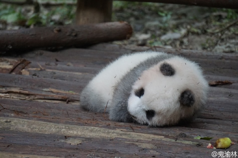 女人与藏獒交酡全过