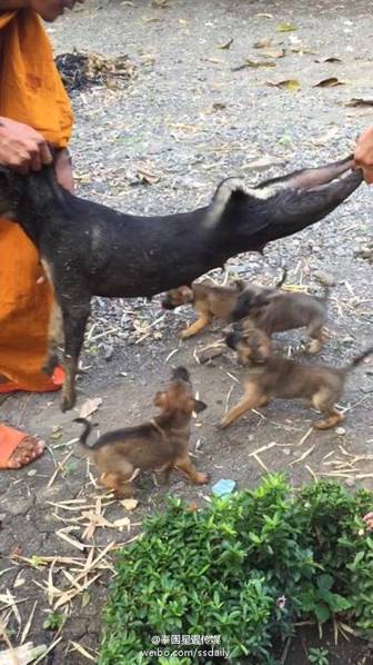 公牛与女人一级毛