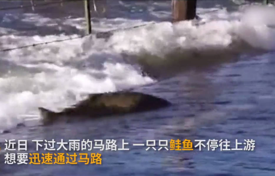 国产女处被破www免费