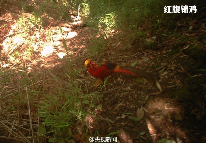张柏芝下面毛粗毛多