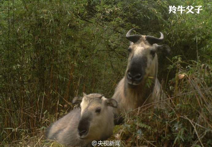 又粗又大一级A片