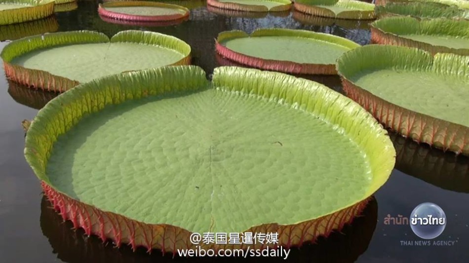 《乳色吐息》未删减