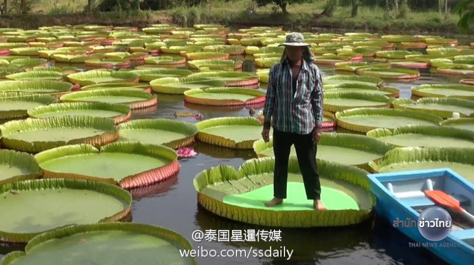 九九热九九