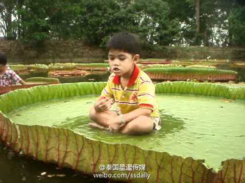 四级黄色片