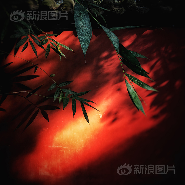 成人 视频 高清
