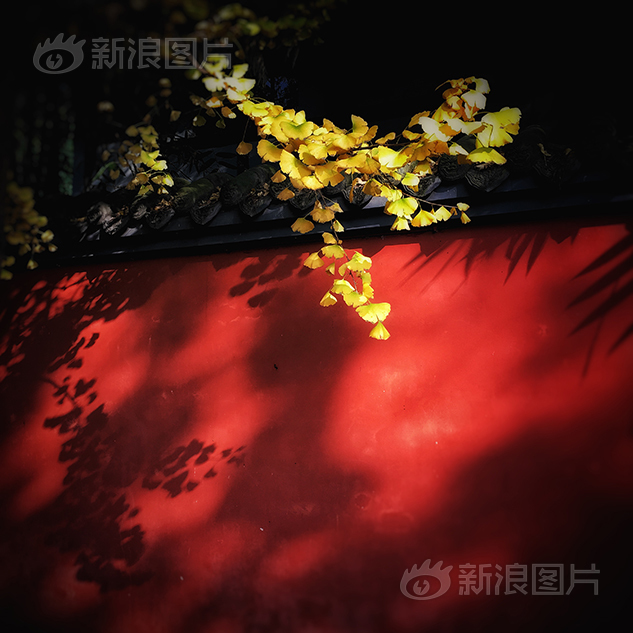 成人情色視頻