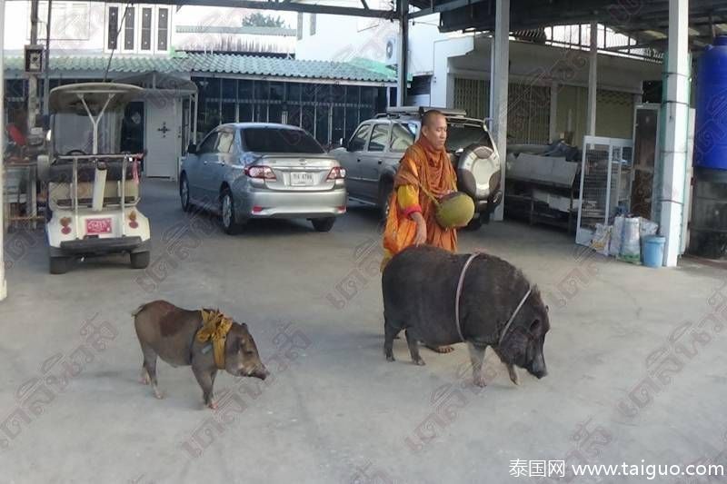东北老女人被躁的噢噢叫