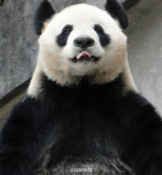 中国一级特黄A片免费墙放