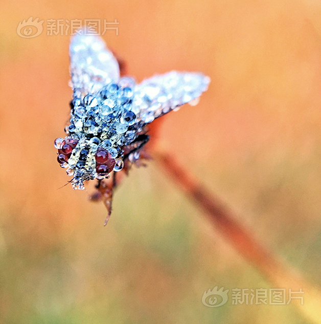 明星孕妇一级片